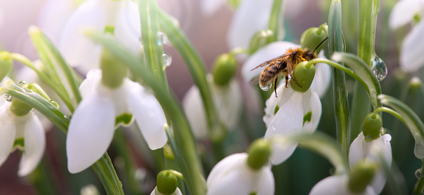 White snowdrops flower and bee in sunny garden . Easter background.