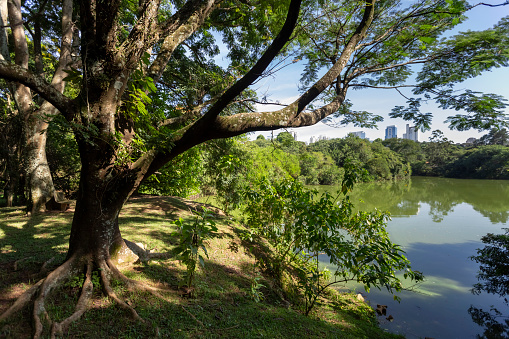 lake in the park, Alphaville, São Paulo, Brazil