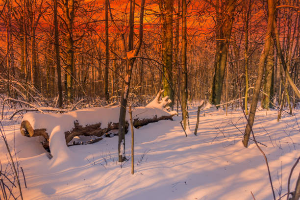 Trees On Frozen Landscape Against Sky During Sunset