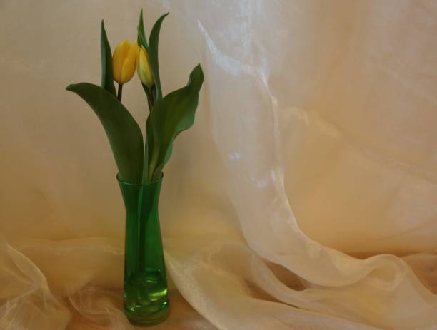 istock Tulips in Love 1305470523