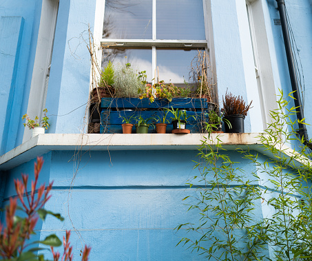 Color image depicting the blue facade of a London townhouse, with colorful potted plants in a row on the window sill.