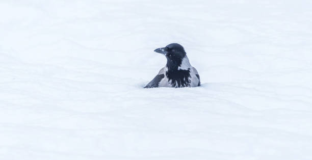 istock Black Headed Crow in the Snow 1305471488
