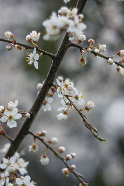 istock spring cherry blossom in the garden 1305471735