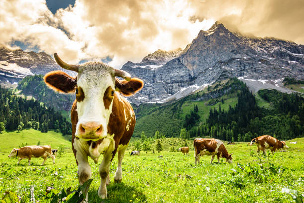 istock cows at the eng alm in austria 1305472360