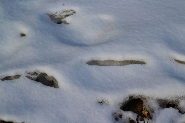 istock Melting Snow on Snowfield in March 1305472729