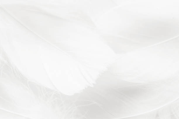 istock Pastel colored fluffy feathers of bird for background 1305472890