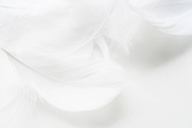 istock Black and white fluffy feathers of bird for background 1305472916