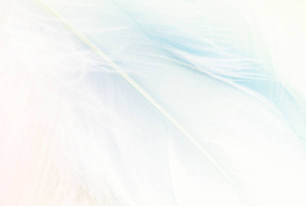 istock Pastel colored blue fluffy feathers of bird for background 1305472960