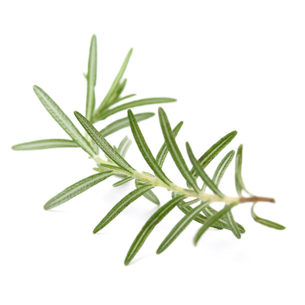 istock Branch of rosemary 1305473006