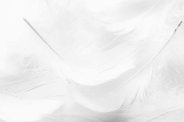 istock Black and white fluffy feathers of bird for background 1305474032