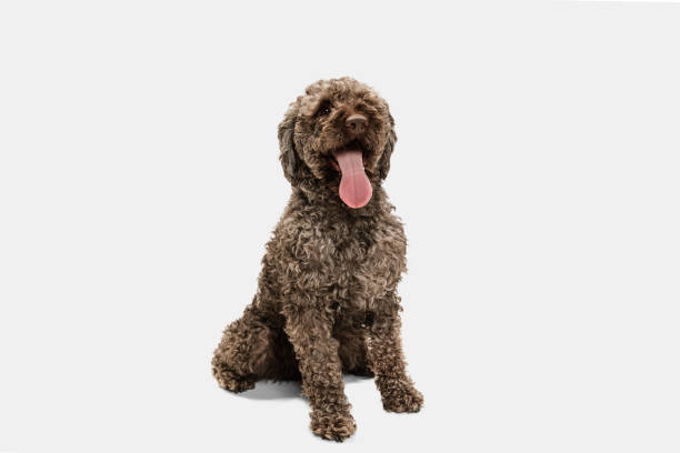 Cute funny big Lagotto romagnolo dog posing isolated over white background. Cute funny big Lagotto romagnolo dog, pet sitting isolated over white background. Concept of motion, fun, pets love, animal life. Looks happy, delighted, funny, sweet. Copyspace for ad, design lagotto romagnolo stock pictures, royalty-free photos & images