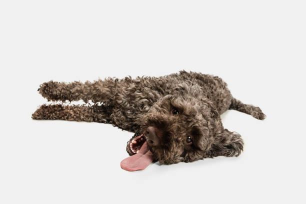 Cute funny big Lagotto romagnolo dog lying isolated over white background. Long tongue. Cute funny big Lagotto romagnolo dog, pet lying isolated over white background. Concept of motion, fun, pets love, animal life. Looks happy, delighted. Copyspace for ad, design lagotto romagnolo stock pictures, royalty-free photos & images
