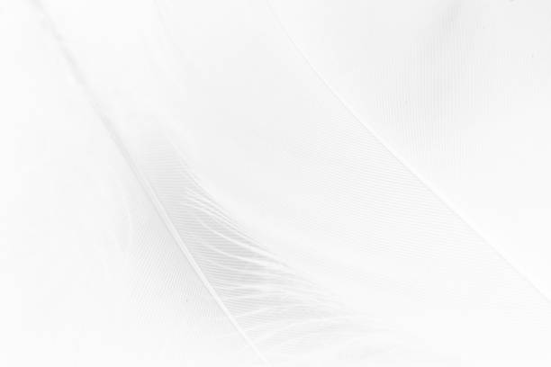 istock Pastel colored fluffy feathers of bird for background 1305474138
