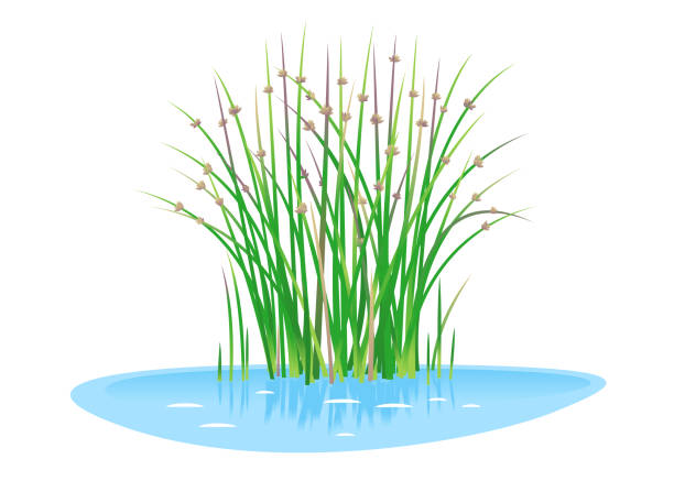 Lakeshore bulrush plant isolated Lakeshore bulrush plant grow near the water isolated illustration, water plants for decorative pond in landscape design garden, green lake bulrush plants in water on side view, needle leaves plant marsh illustrations stock illustrations