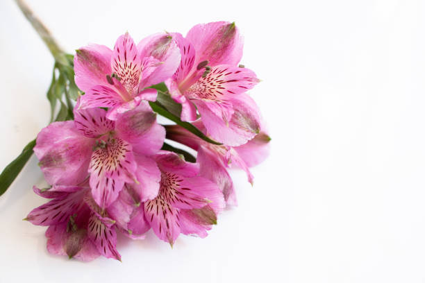 Flowers of alstromeria on a bright background. Front view. Copy space.