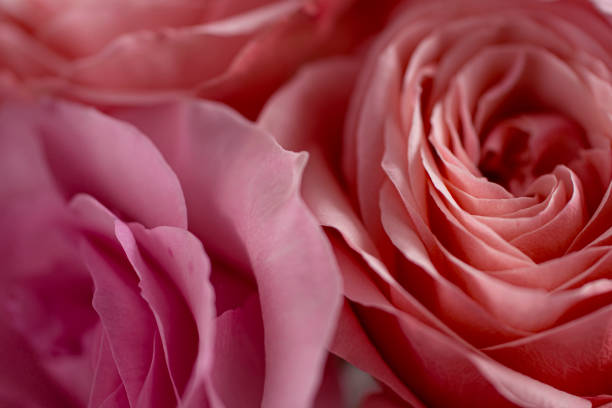 istock Close up pink roses flowers. Abstract background. Macro. Soft focus. Copy space. 1305475297