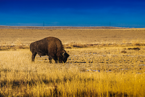 A lone bison grazes on the prairie underneath a clear blue sky.