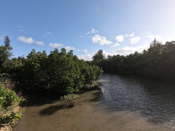 istock The view of the mangrove jungle 1305476281