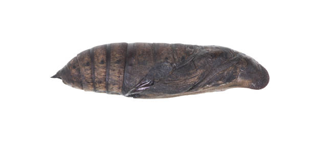 istock brown chrysalis butterfly isolated on white background 1305477292