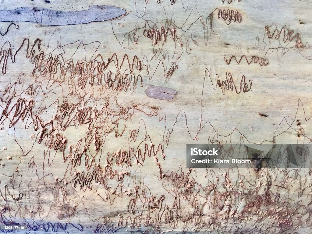 Gum Tree Patterns Australian Native Scribbly Gum Tree Bark Patterns Stock Photo ...