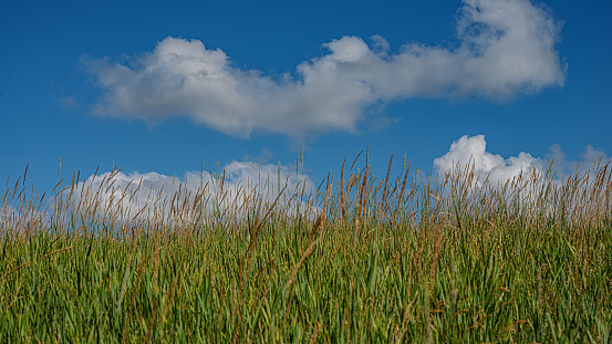 Ears of young green grass against a blue sky with white clouds. Summer season. Web banner. For design. Ukraine. Europe.