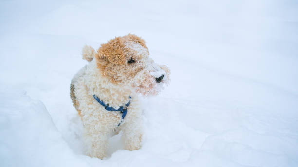 curly haired fox terrier. color of hunting dog is white with red. lots of snow - snow white animal arctic fox imagens e fotografias de stock