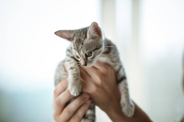 istock little cute home gray striped kitten in hand 1305478974