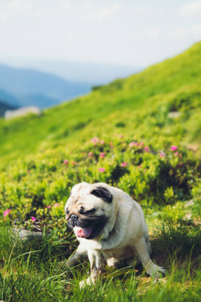 istock Cute dog enjoying his time in the mountains during sunset 1305479089