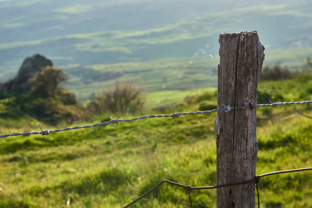 istock detail of barbed wire 1305479330