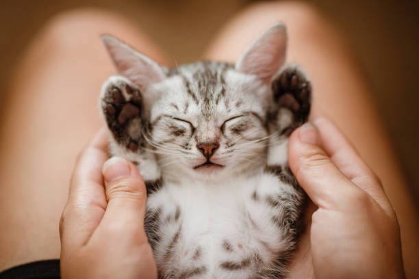 istock little cute home gray striped kitten in hand 1305479447