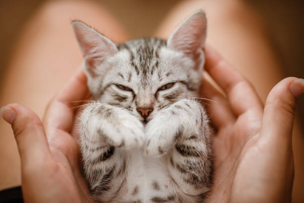 istock little cute home gray striped kitten in hand 1305479448