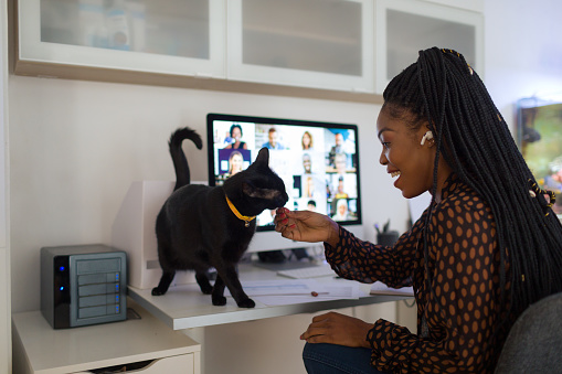 Young African businesswoman working from her home trough video conferencing during coronavirus lockdown. Feeding her cat while waiting video call.