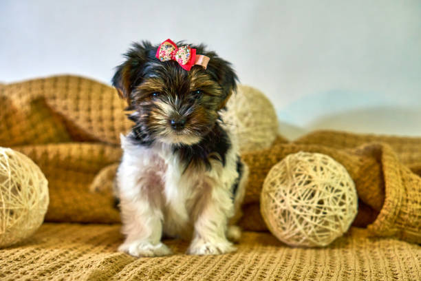 istock Puppy beaver york sits with a teddy bear on a white background. Insulator dog. 1305482313
