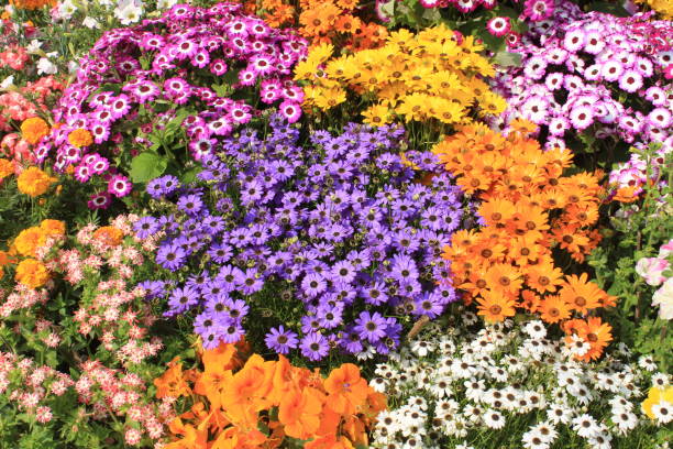 istock Colorful spring flowers background 1305483398