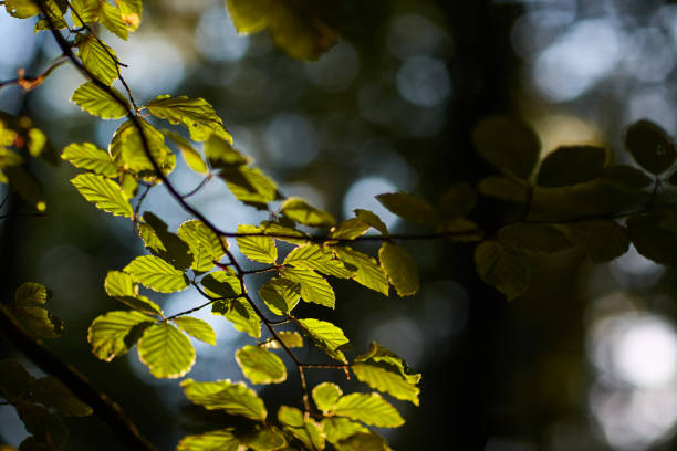 istock a close up of leaves on branch with sunlight 1305483617