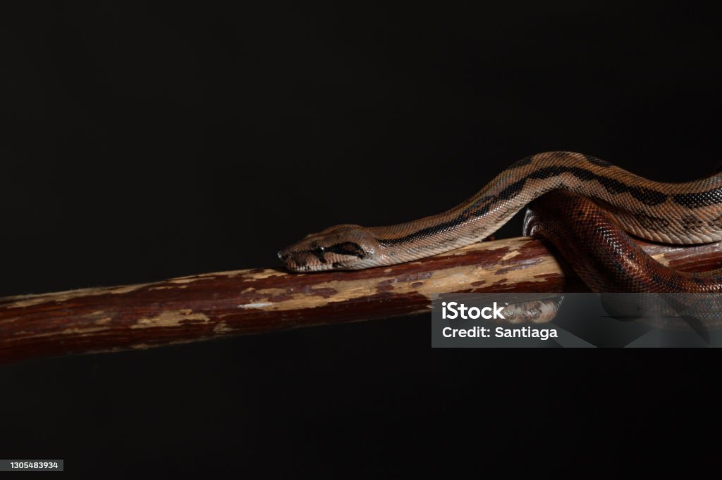 royal python, or ball python python regius, studio... Royal Python Or Ball Python Python Regius Studio Stock Photo - Download ...