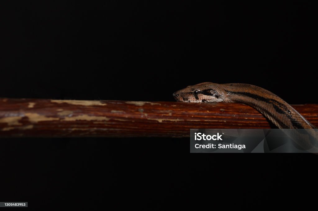 royal python, or ball python python regius, studio... Royal Python Or Ball Python Python Regius Studio Stock Photo - Download ...