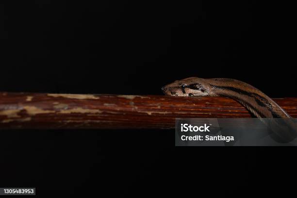 royal python, or ball python python regius, studio... Royal Python Or Ball Python Python Regius Studio Stock Photo - Download ...