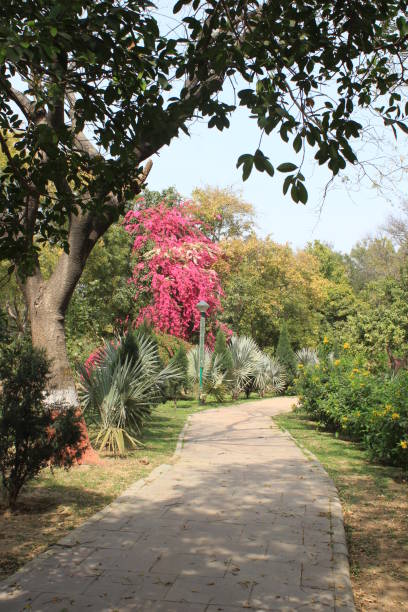 istock Garden path in Bhagwan Mahavir Vanasthali, New Delhi 1305484853
