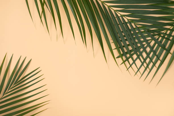 istock Tropical palm leaves isolated on bright orange background. 1305486569