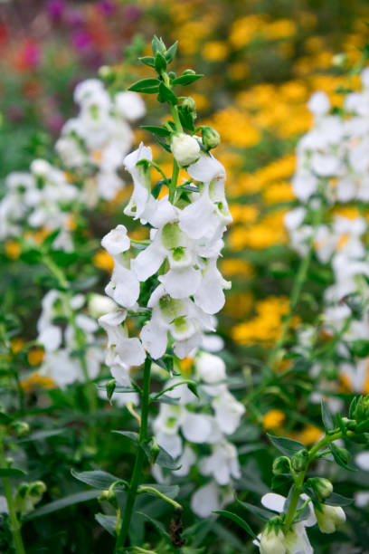 istock White Lavender, one type of lavender that can be planted in Indonesia 1305488679