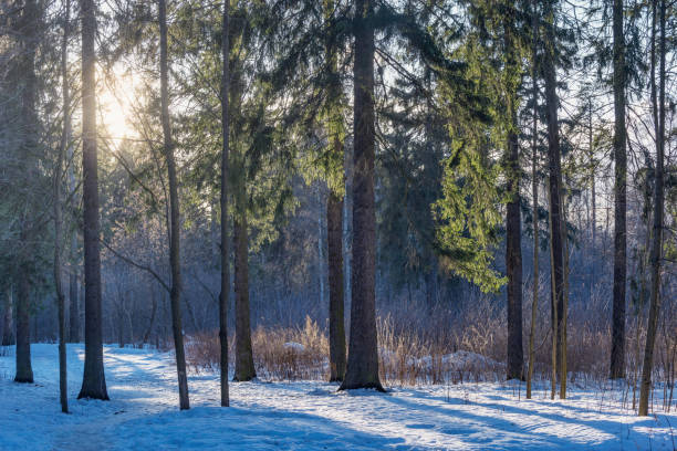 istock Forest by the city park at early spring. 1305488750