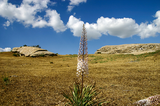 Scenery around Omonxona in Uzbekistan. Eremurus robustus, the foxtail lily or giant desert candle, is a species of flowering plant in the asphodel family.