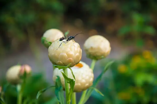 White Strawflower bud, this flower commonly know as the golden everlasting