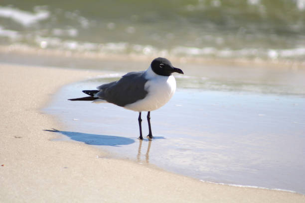istock Bonaparte's Gull Seabird on Beach Sand Wading 1305489440