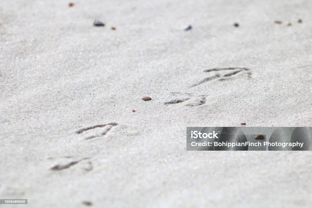 Heron Footprints In The Beach Sand With Copy Space Stock Photo ...