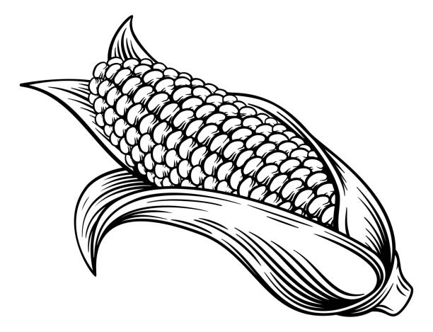 słodka kukurydza kukurydza kukurydza kukurydza wytrawianie ilustracja - corn on the cob corn corn crop white background stock illustrations