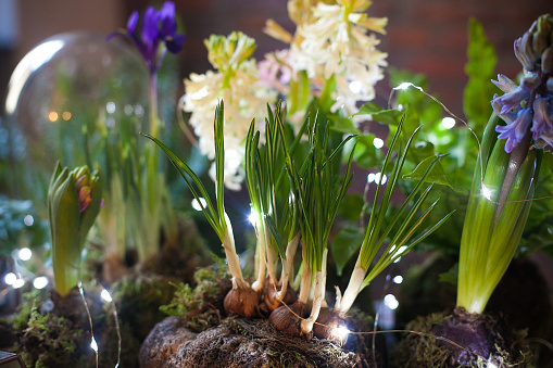 Table decoration with kokedama and terrariums with springtime flowers (blue, white and pink hyacinths, purple iris) and ferns, next to two cups of hot tea, against a brick wall background