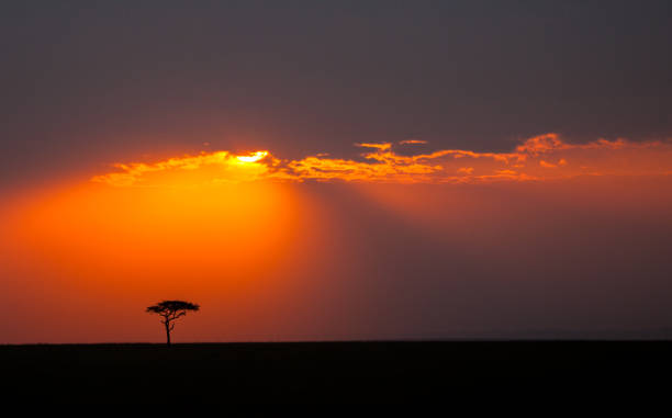 istock Lone tree on the horizon in the Masai Mara 1305492448