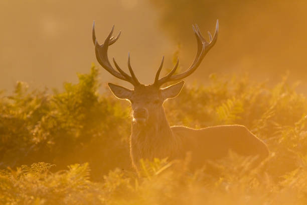 istock Red deer stags in the annual deer rut 1305492483